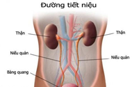 Nhiễm khuẩn lây truyền qua đường tình dục