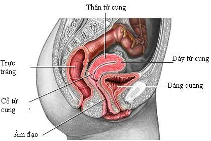 Sức khỏe & Đời sống (Bộ Y tế): Chấm dứt viêm bàng quang tái phát ở phụ nữ - Cách gì?