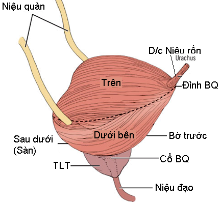 Sức khỏe & đời sống (Bộ y tế): Bí tiểu và cách điều trị