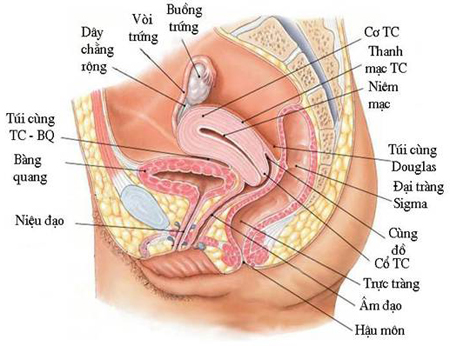 Ung thư bàng quang Ung thư bàng quang