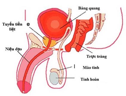 Điều trị ung thư tuyến tiền liệt