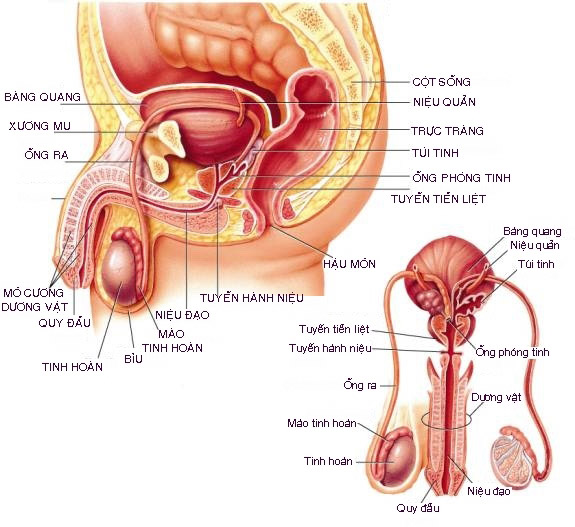 Điều trị ung thư tinh hoàn Điều trị ung thư tinh hoàn