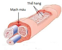 Sức khỏe & đời sống (Bộ y tế): Liệu pháp mới điều trị rối loạn cương dương