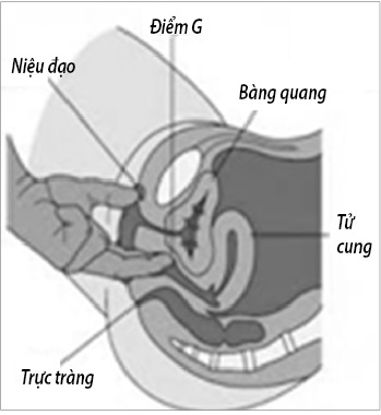 Sức khỏe & Đời sống (Bộ Y tế): Thủ thuật tăng nhậy cảm điểm G: trả lại sự thăng hoa cho phái đẹp